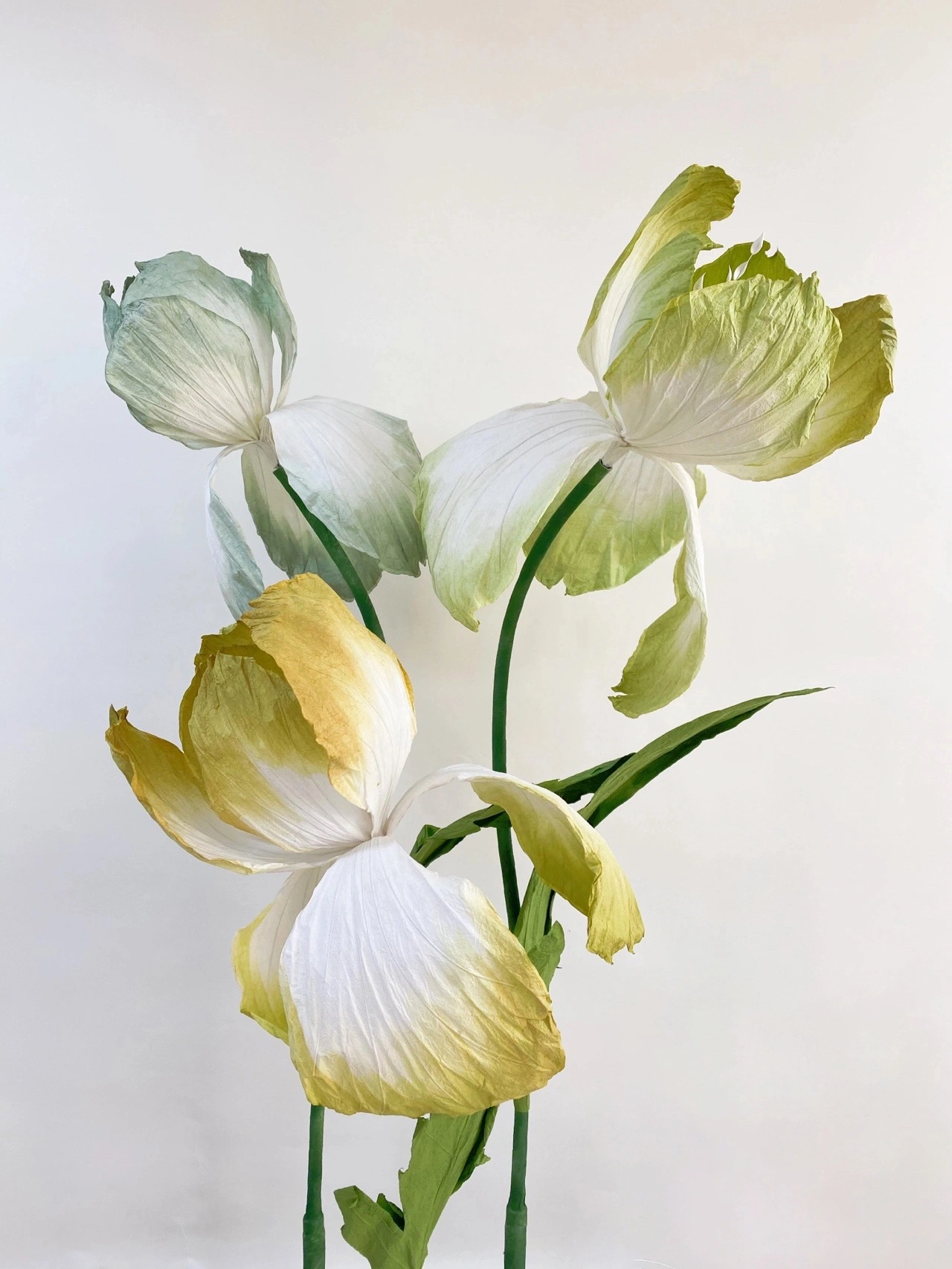 Iris de papel gigante