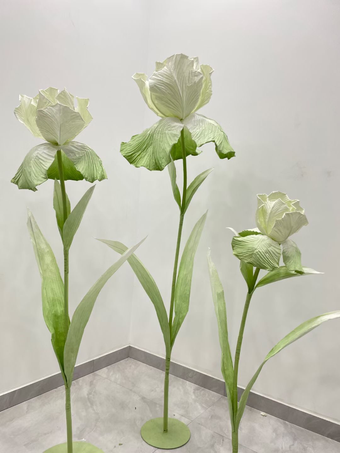 iris