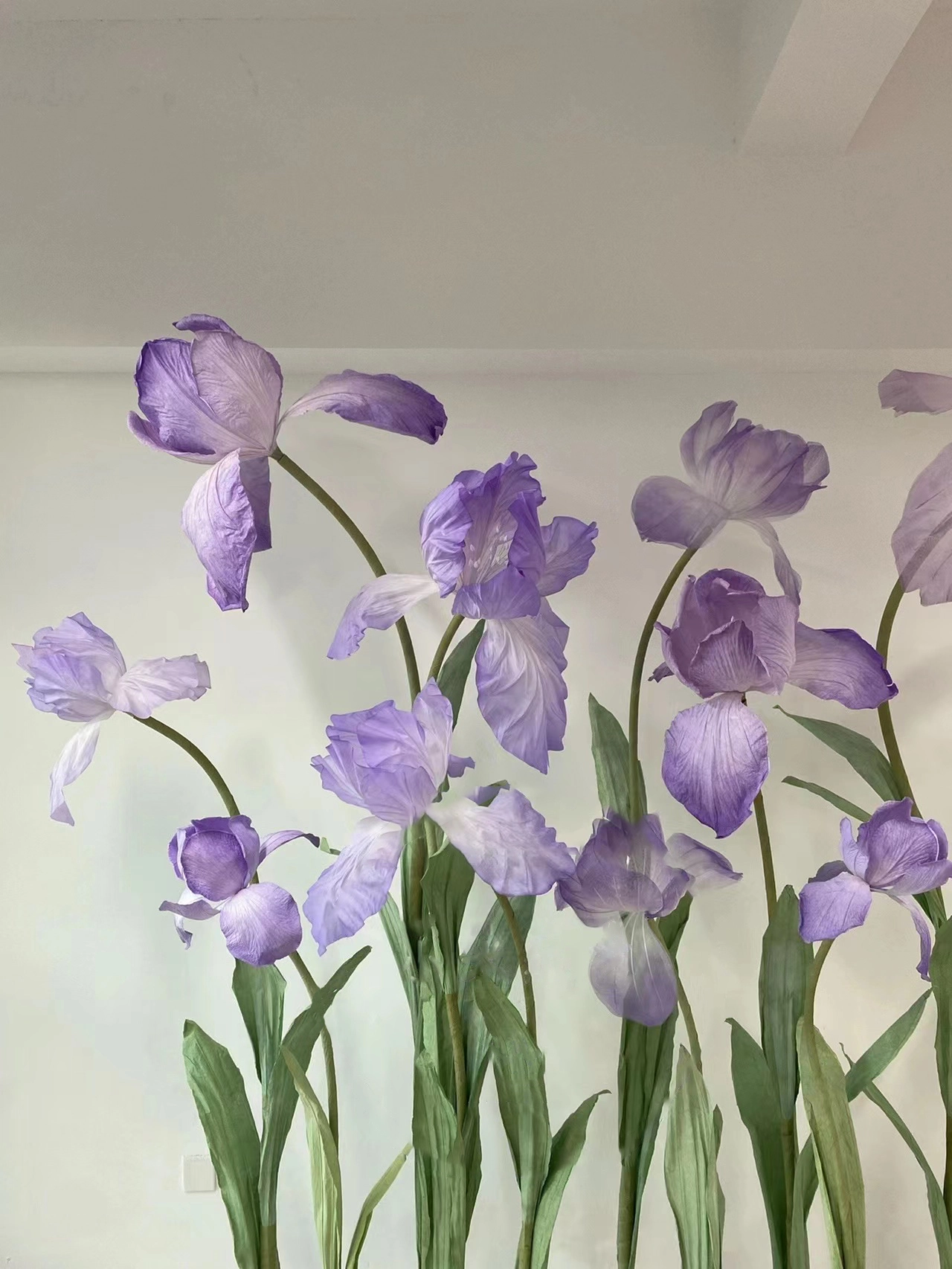 iris morado