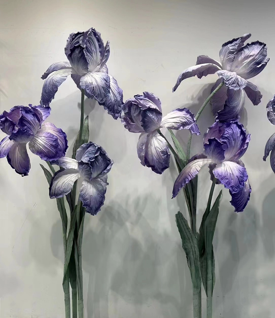 Los hermosos y soñadores iris gigantes son tan hermosos como un sueño