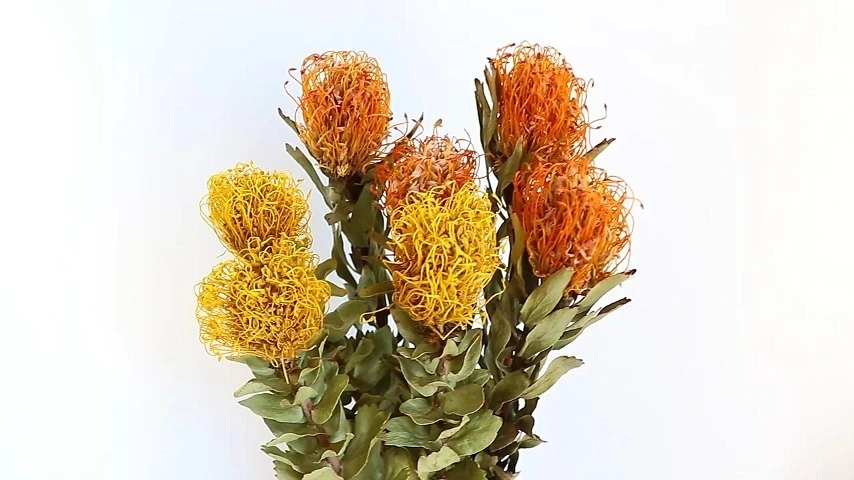 Pincushion flower forest series natural dry branches and leaves home decoration decorate the corner of the living room to create a quiet atmosphere 1
