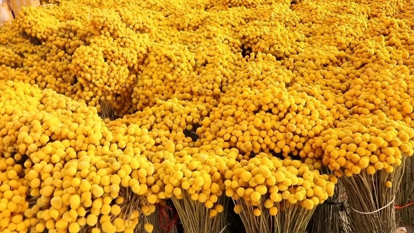 Golden Ball Dried Flowers Wholesale Home Decoration Photography 1