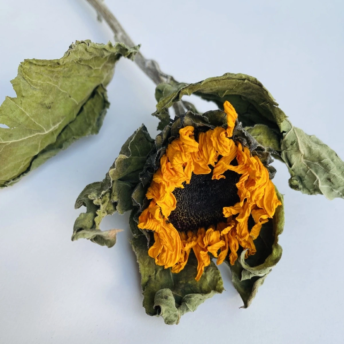 Bouquet de fleurs séchées de tournesol fabriquant une décoration de style pastoral littéraire. 1