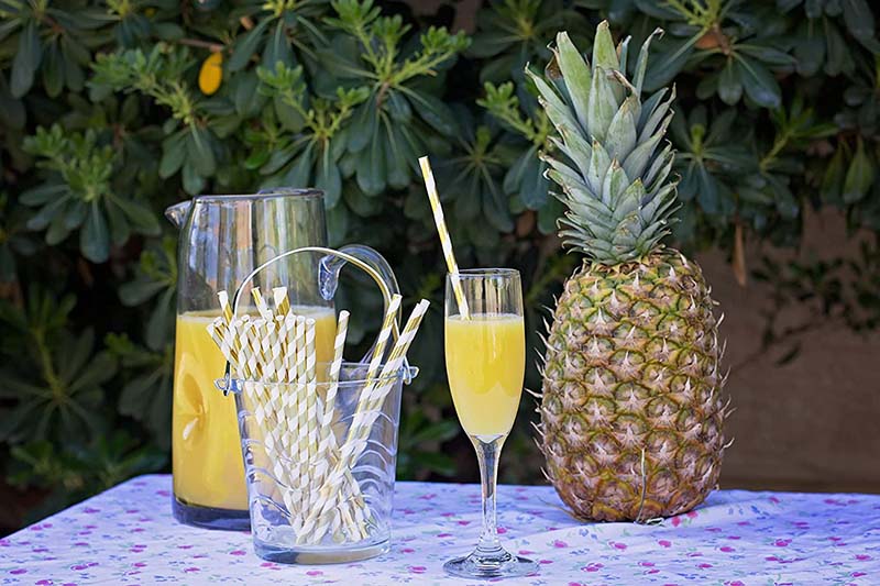  catering food packaging suppliers  | Uchampak 10