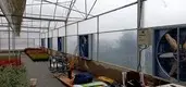 Multi Span Greenhouse L/C - - Jianda Greenhouse 1