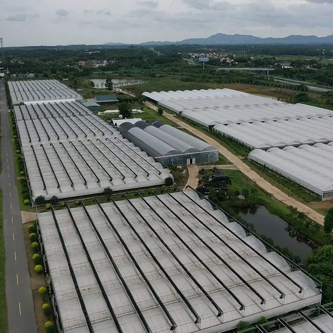 Multi Span Greenhouse L/C - - Jianda Greenhouse 2