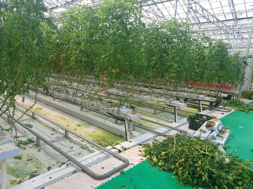 Cubierta de enrejado para invernadero de tomate de policarbonato para cultivo interior, hoja de PC de 8mm, 100x100m, techo Venlo 1