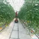 Green House for Tomatoes 1500 Square Meter - - Jianda Greenhouse 2
