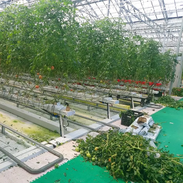 Green House for Tomatoes 1500 Square Meter - - Jianda Greenhouse 3