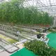 Green House for Tomatoes 1500 Square Meter - - Jianda Greenhouse 3