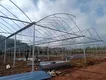 Greenhouse for Tropical Plants Negotiate by Jianda Greenhouse 5