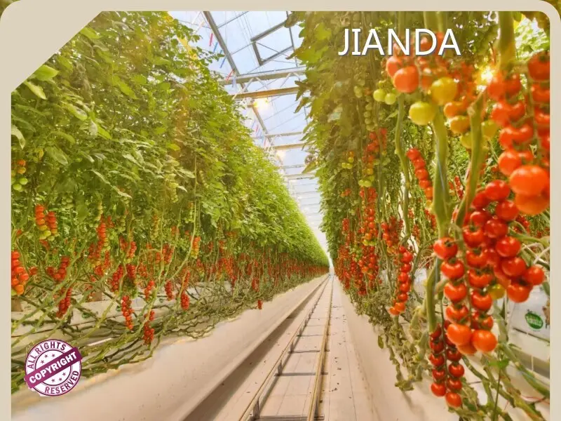 Best Greenhouse for Hydroponics Negotiate by Jianda Greenhouse 1