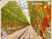 Best Greenhouse for Hydroponics Negotiate by Jianda Greenhouse 1