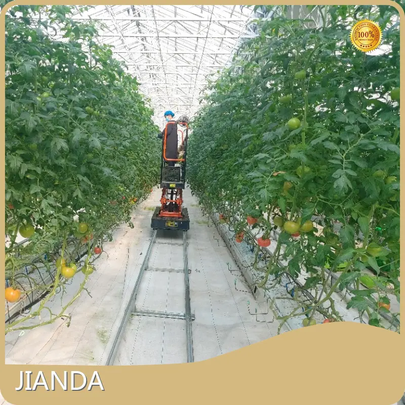 Green House for Tomatoes 1500 Square Meter - - Jianda Greenhouse 1