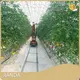 Green House for Tomatoes 1500 Square Meter - - Jianda Greenhouse 1