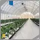 Tunnel Greenhouses for Sale QINGDAO by Jianda Greenhouse 1