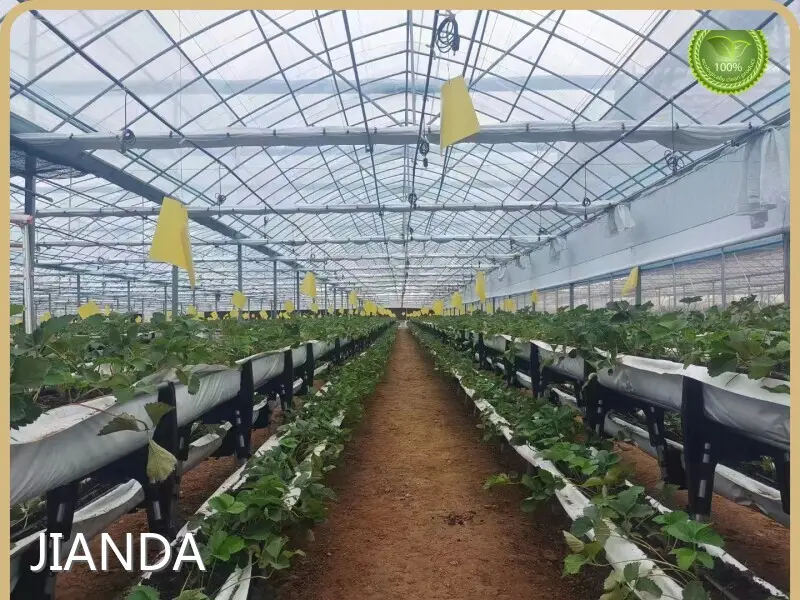 Tropical Greenhouse in Cold Climate Cash by Jianda Greenhouse 1