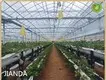 Tropical Greenhouse in Cold Climate Cash by Jianda Greenhouse 1