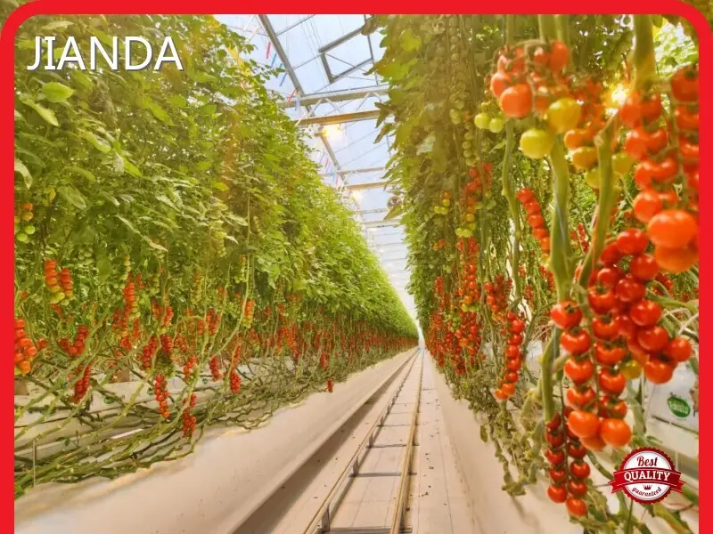 Greenhouse Hydroponic System L/C - - Jianda Greenhouse 1