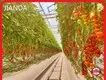 Greenhouse Hydroponic System L/C - - Jianda Greenhouse 1