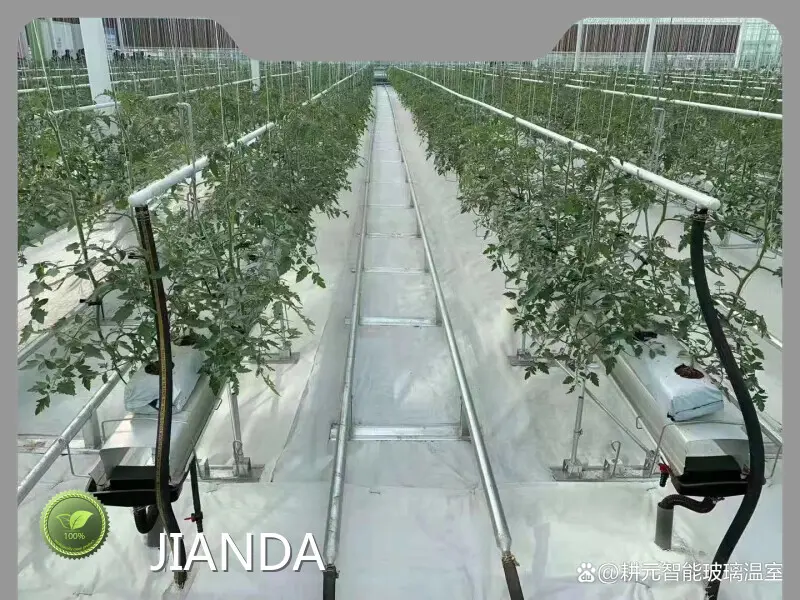 Tomato Greenhouses Negotiate - - Jianda Greenhouse 1