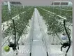 Tomato Greenhouses Negotiate - - Jianda Greenhouse 1