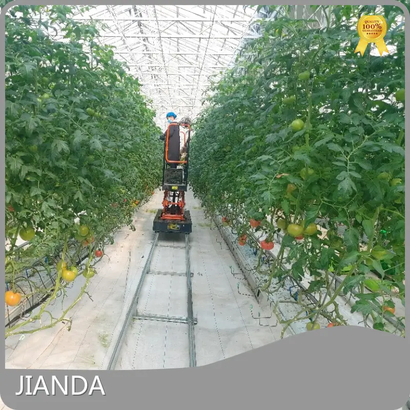 Vegtrug Tomato Greenhouse 1500 Square Meter by Jianda Greenhouse 1