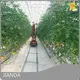 Vegtrug Tomato Greenhouse 1500 Square Meter by Jianda Greenhouse 1
