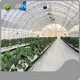 Tunnel Greenhouse for Sale ISO/CE by Jianda Greenhouse 1