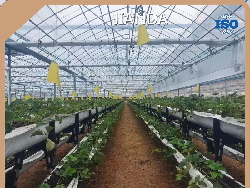 Indoor Tropical Greenhouse Cash by Jianda Greenhouse 1