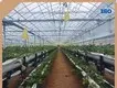 Indoor Tropical Greenhouse Cash by Jianda Greenhouse 1