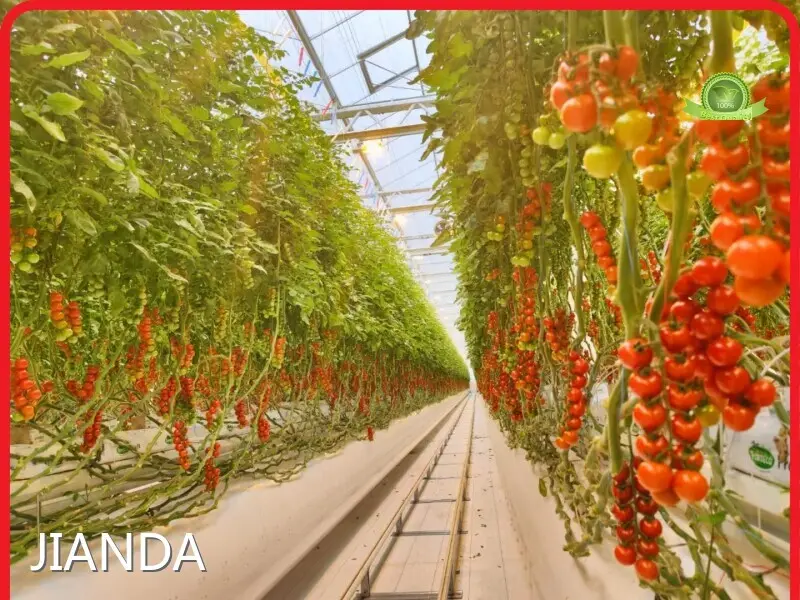 Greenhouse Hydroponic Farming ISO/CE - - Jianda Greenhouse 1