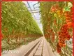 Greenhouse Hydroponic Farming ISO/CE - - Jianda Greenhouse 1