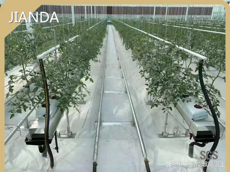 Tomato Greenhouse for Sale QINGDAO by Jianda Greenhouse 1