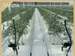Tomato Greenhouse for Sale QINGDAO by Jianda Greenhouse 1