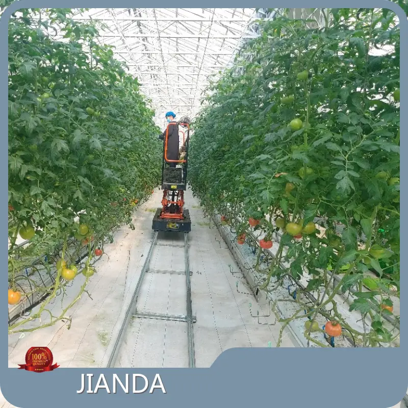 Tomato Greenhouses 1500 Square Meter - - Jianda Greenhouse 1