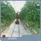 Tomato Greenhouses 1500 Square Meter - - Jianda Greenhouse 1