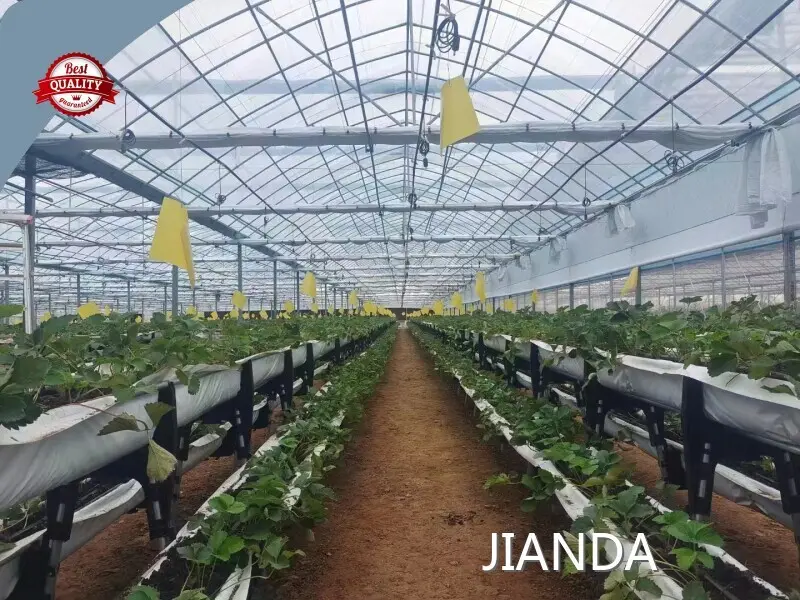 Tropical Rainforest Greenhouse ISO/CE - - Jianda Greenhouse 1