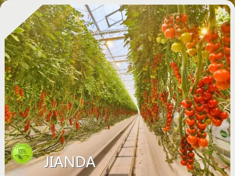 Vertical Hydroponic Greenhouse JIANDA by Jianda Greenhouse 1