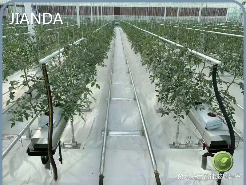 Tomato Greenhouse for Sale JIANDA by Jianda Greenhouse 1