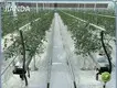 Tomato Greenhouse for Sale JIANDA by Jianda Greenhouse 1