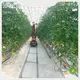 Polycarbonate Tomato House QINGDAO - - Jianda Greenhouse 1