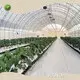 Film Greenhouse Factory 500-1500 Square Meter by Jianda Greenhouse 1