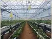 Greenhouse for Tropical Plants Negotiate by Jianda Greenhouse 1