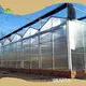 Tomato Greenhouses ISO/CE - - Jianda Greenhouse 1