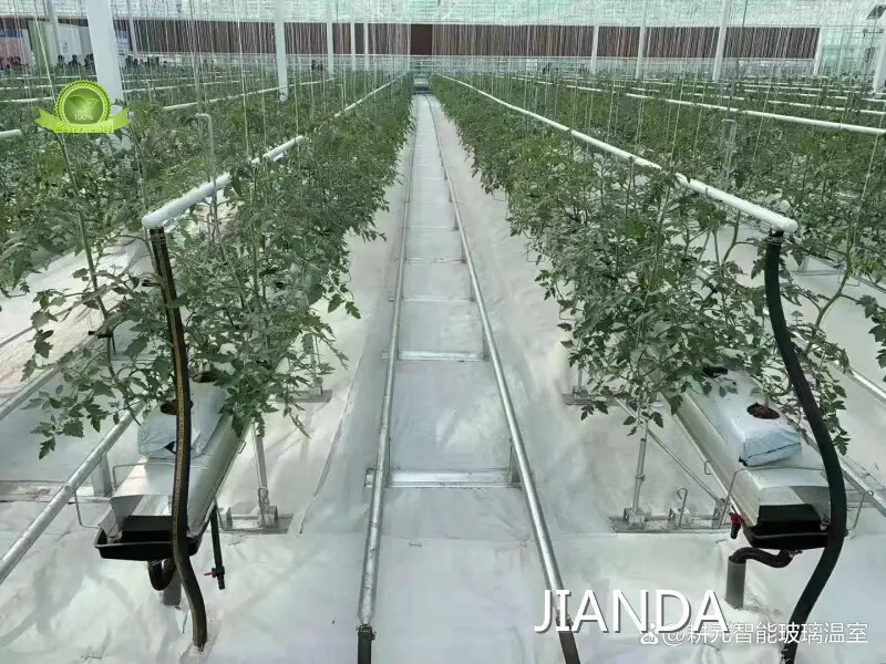 Best Mini Greenhouse for Tomatoes JIANDA - - Jianda Greenhouse 1