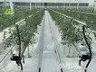 Best Mini Greenhouse for Tomatoes JIANDA - - Jianda Greenhouse 1