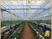 Tropical Greenhouse in Cold Climate Negotiate - - Jianda Greenhouse 1