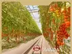 Best Greenhouse for Hydroponics 1500 Square Meter by Jianda Greenhouse 1