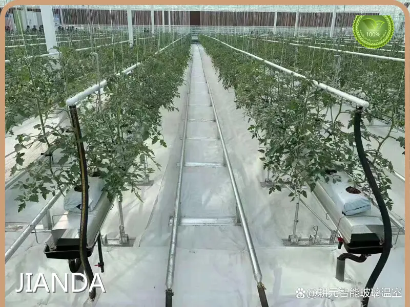 Glass Greenhouse ISO/CE - - Jianda Greenhouse 1